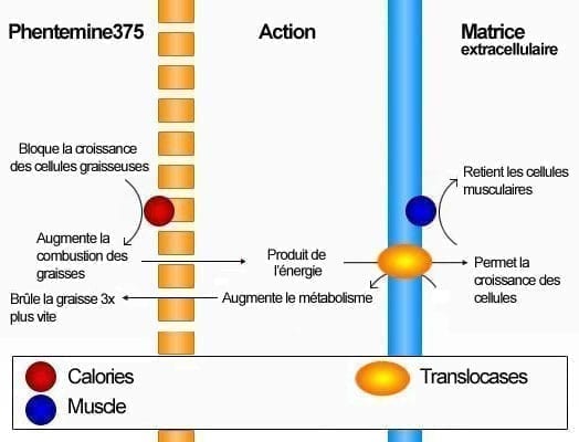 phentermine