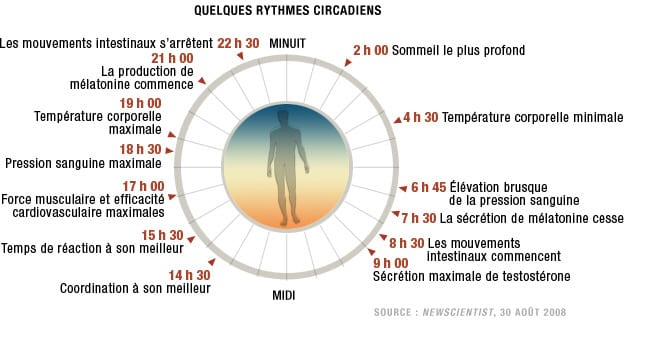 rythmes circadiens